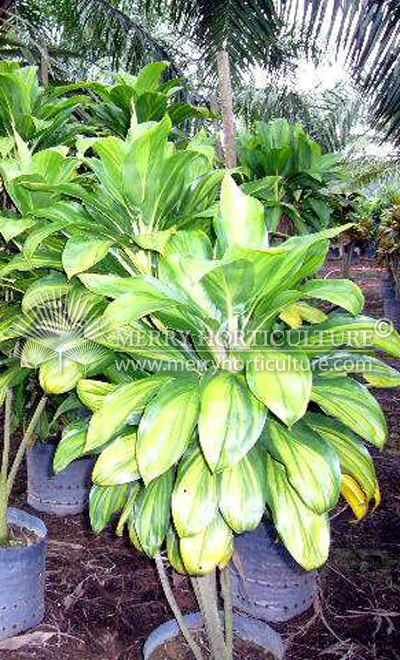 Cordyline fruticosa green